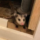 possumquean thumbnail