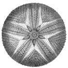 shepherdscrown thumbnail