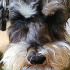 twhiteley1 thumbnail