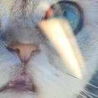 shrew thumbnail