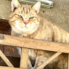 Angry Cat thumbnail