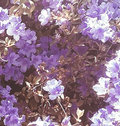 Violets Forever image