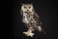 Owlens image