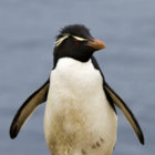 imapenguin thumbnail