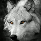 Wolventerror thumbnail