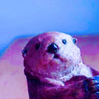 mahomahoo thumbnail