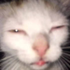 Locket Poker Toker Looker Pussy Licker thumbnail