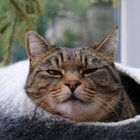 Pete O thumbnail