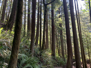 The Forest