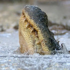 maratkoshkin thumbnail