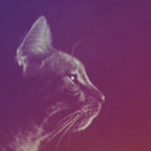 salsabowl thumbnail