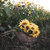 sunflowerpower627 thumbnail