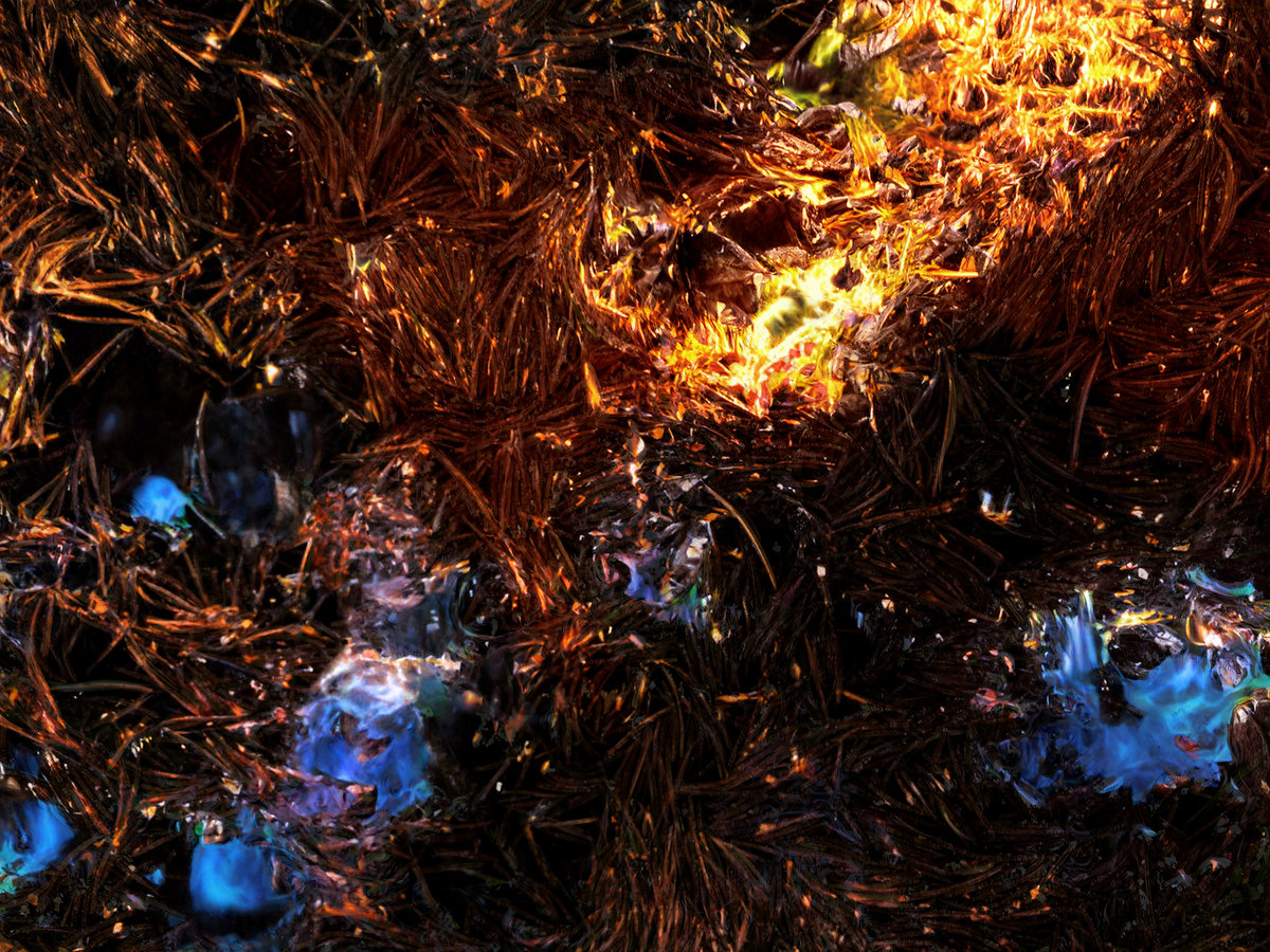 Ontario/Animal/Invisible Yours The Semipalatinsk