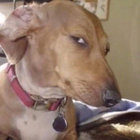 Tânæ thumbnail