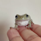 a little frog thumbnail