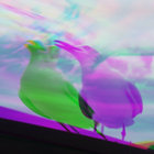 BirdHole thumbnail