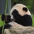 Facepalming Panda thumbnail