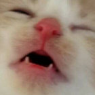 jazzycat2 thumbnail