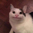 derpederp thumbnail