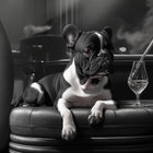 rileythedog thumbnail