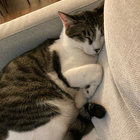 katz thumbnail