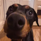 ekstasas thumbnail