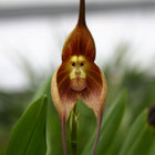 friendOfFlowers thumbnail