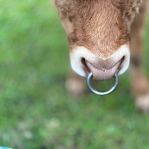 beatlemania's collection Bandcamp