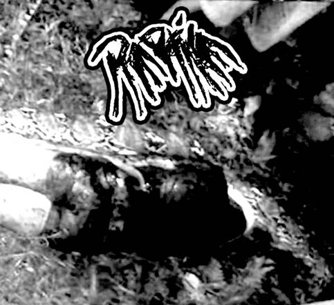 Music | Reptile