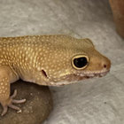 gekkoid thumbnail
