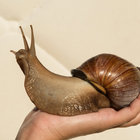 lunauwuna thumbnail