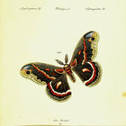 virginia_frances thumbnail