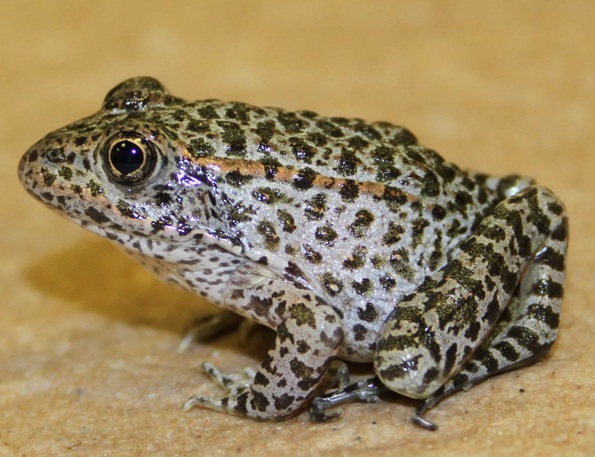 Limited Edition "DUSKY GOPHER FROG" 4gb USB album "Ephemeral Ponds