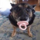 MAULHOUND305 thumbnail