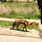 kuma_lissah thumbnail