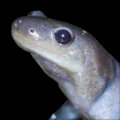 The Jefferson Salamander image