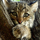 Chris_the_bobcat thumbnail