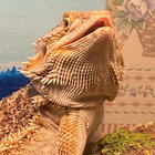maesopsfables thumbnail