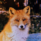 foxgangfan thumbnail