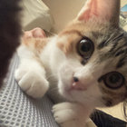 ぴ thumbnail