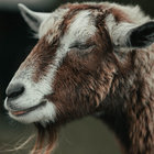 Lethargic Goat thumbnail