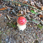 bauchling thumbnail