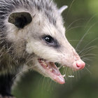 rayvern thumbnail