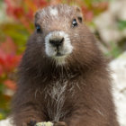 marmot thumbnail