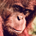 scowlingmonkey thumbnail