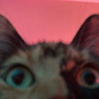 natatas thumbnail