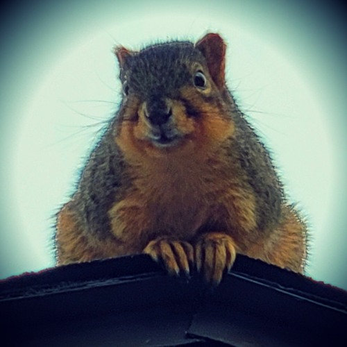 Chasing the Meat Zeppelin Taller than Richard