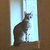 marceline the kitty queen thumbnail