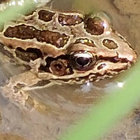 Billionaire | Kathleen Edwards