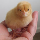 celticwren thumbnail
